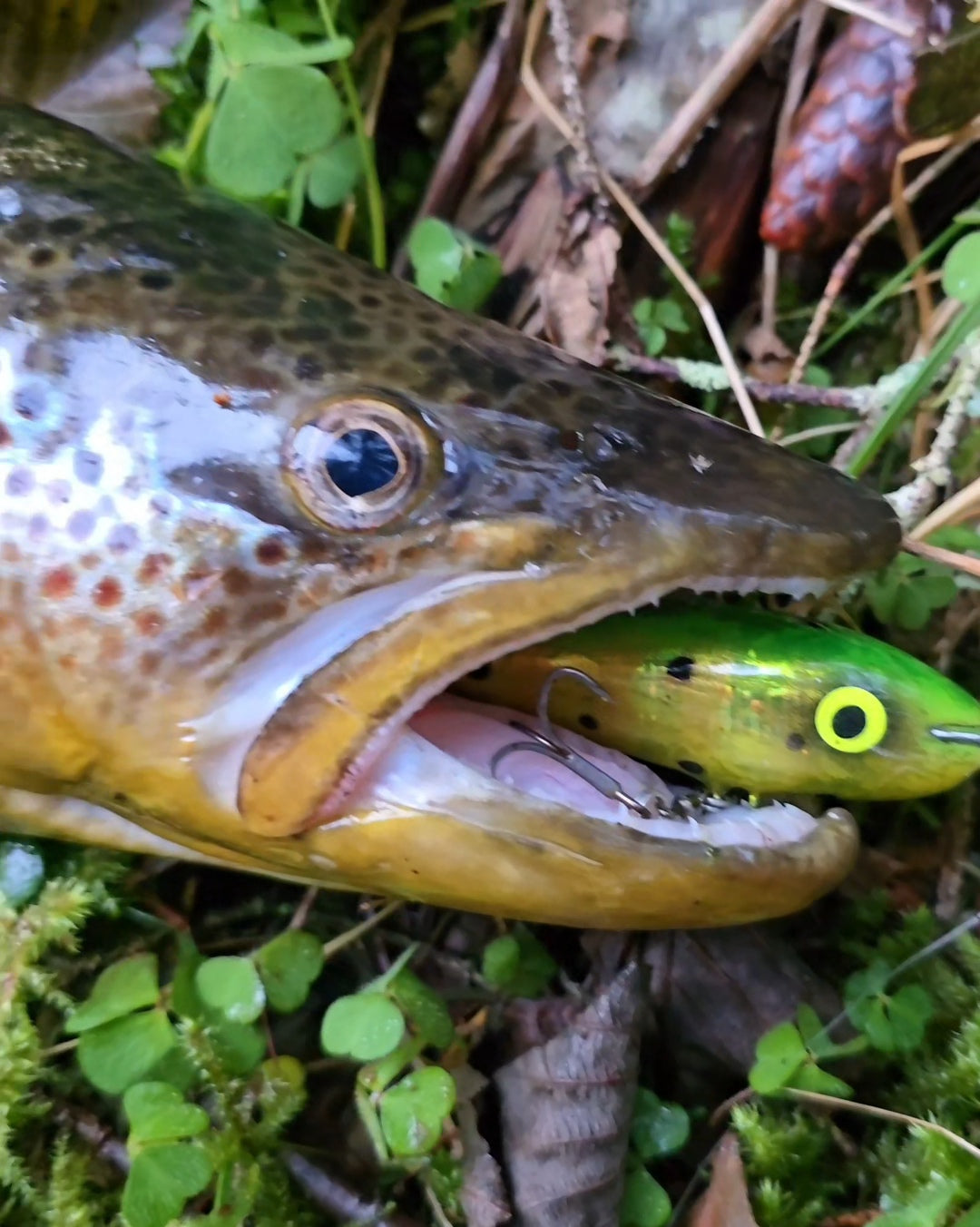 Big Brown - Årets Siste Fisketur