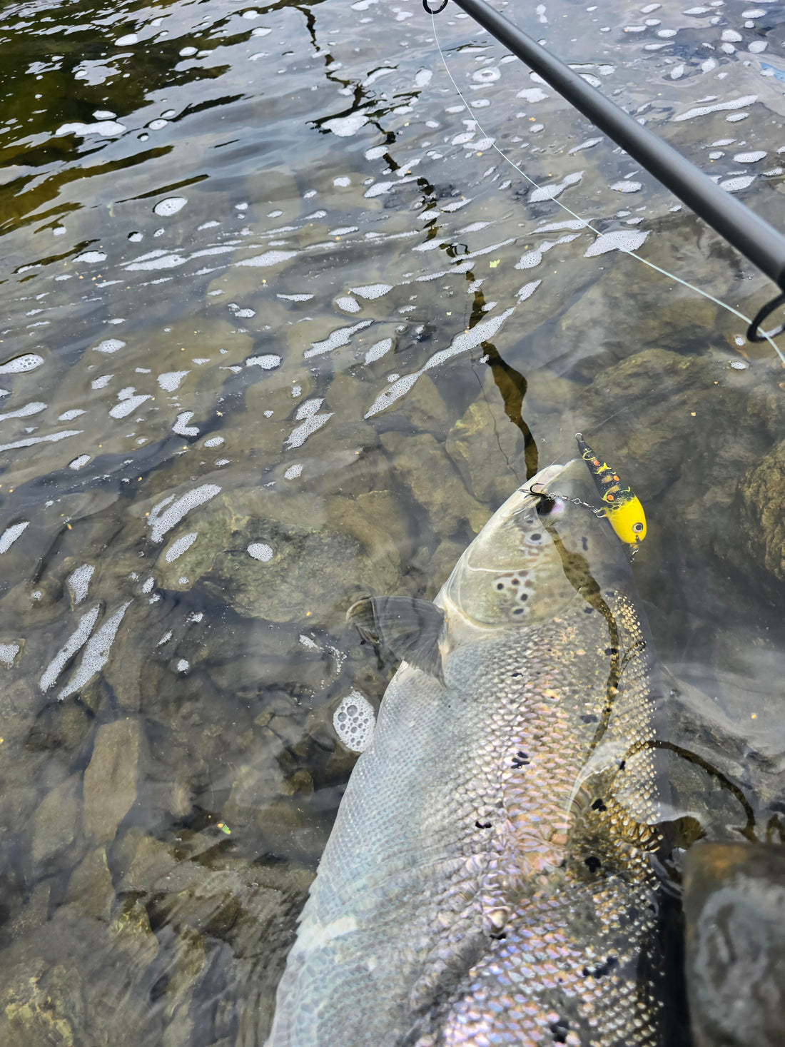 30lbs Big Salmon Caught in Norway's Gaula river.