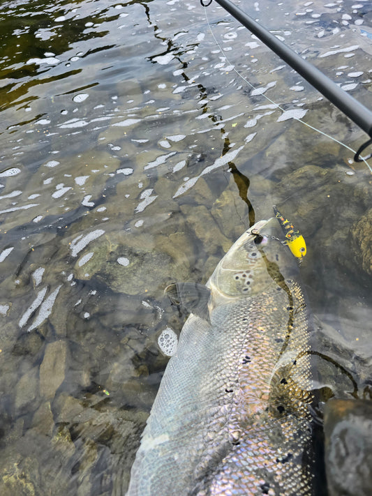 30lbs Big Salmon Caught in Norway's Gaula river.
